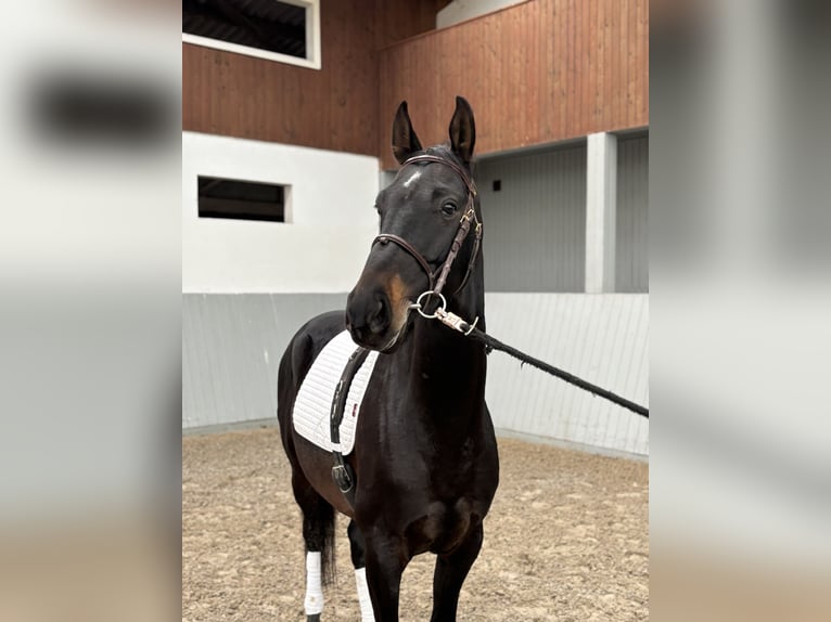 Akhal-Teke Gelding 4 years 15 hh Smoky-Black in Ovelgönne