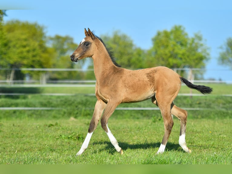 Akhal-Teke Gelding 4 years Black in Ovelgönne