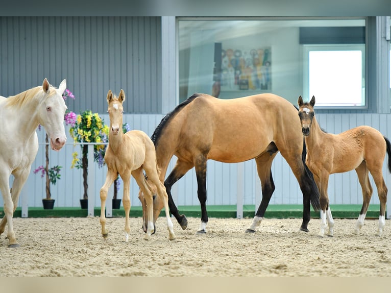 Akhal-Teke Gelding 4 years Black in Ovelgönne