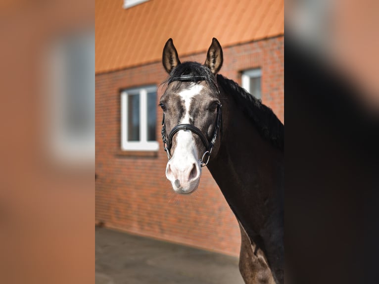 Akhal-Teke Gelding 5 years 16.1 hh Buckskin in Ovelgönne