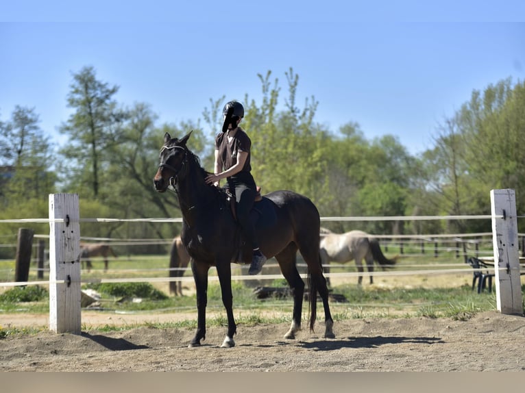 Akhal-Teke Gelding 5 years 16 hh Bay-Dark in Pilsen