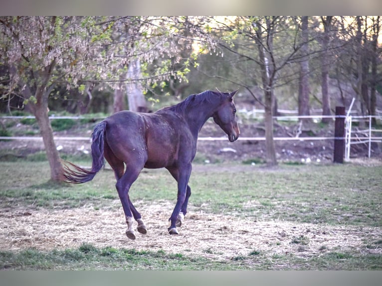 Akhal-Teke Gelding 5 years 16 hh Bay-Dark in Pilsen