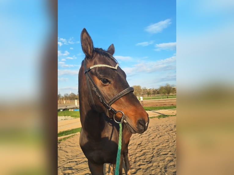 Akhal-Teke Gelding 5 years 16 hh Bay-Dark in Pilsen