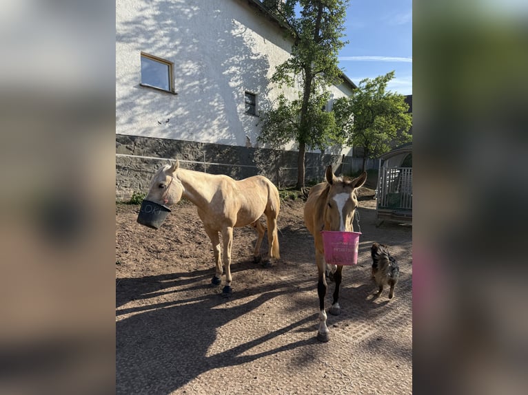 Akhal-Teke Gelding 6 years 15,1 hh Buckskin in Marburg