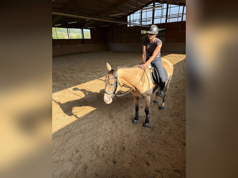 Akhal-Teke Gelding 6 years 15,1 hh Buckskin in Marburg