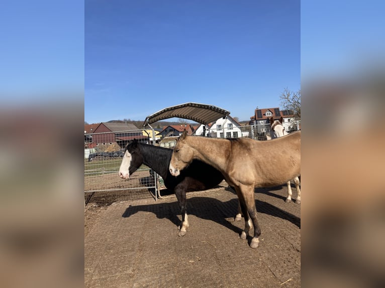 Akhal-Teke Gelding 6 years 15,1 hh Buckskin in Marburg