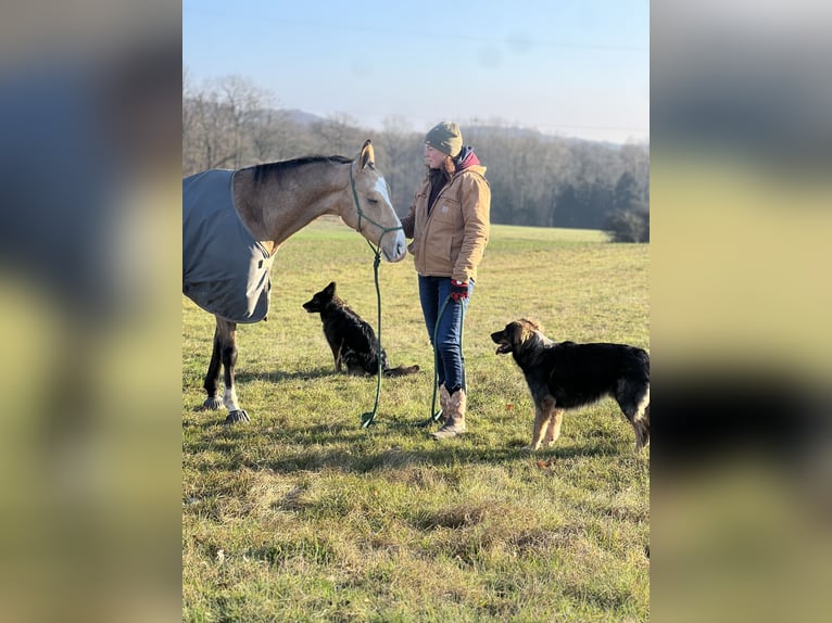 Akhal-Teke Gelding 6 years 15,1 hh Buckskin in Marburg