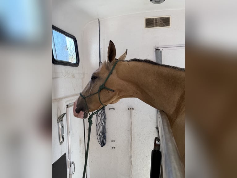 Akhal-Teke Gelding 6 years 15,1 hh Buckskin in Marburg
