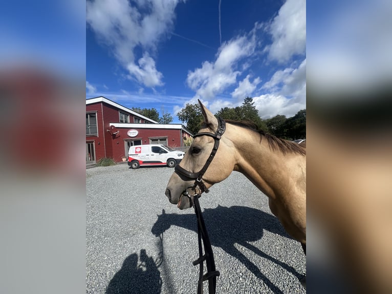 Akhal-Teke Gelding 6 years 15,1 hh Buckskin in Garding