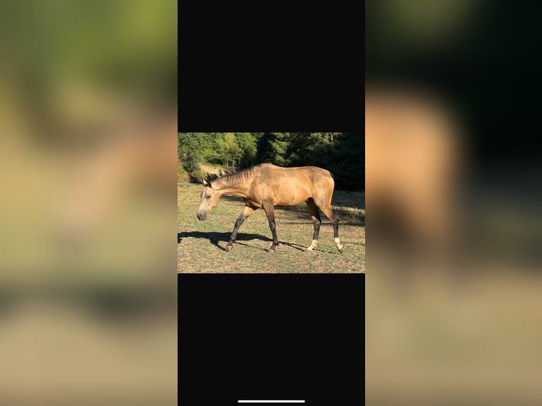 Akhal-Teke Gelding 6 years 15,1 hh Buckskin in Garding