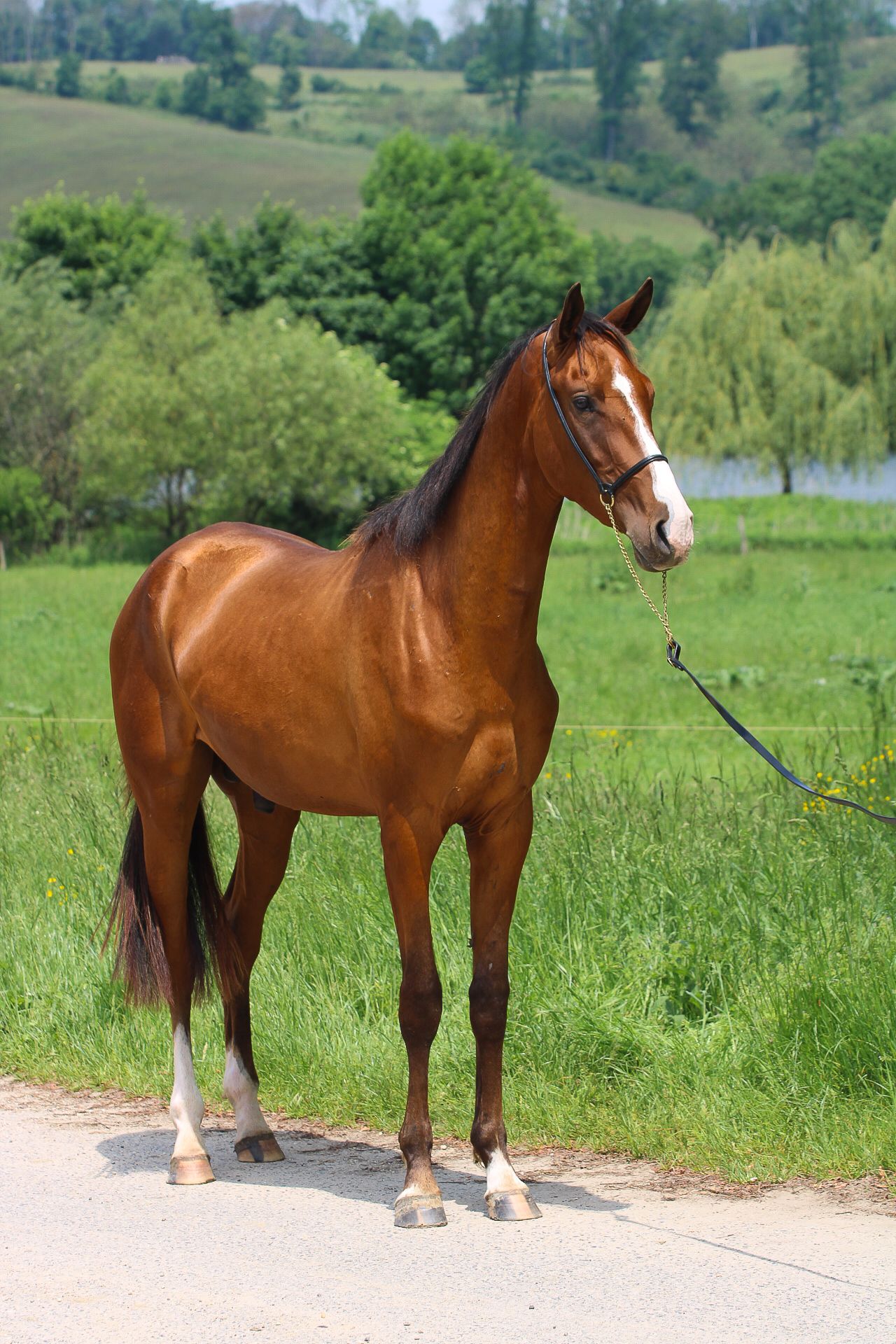 Akhal-Teke Gelding 6 years 16 hh Bay in Kisbér