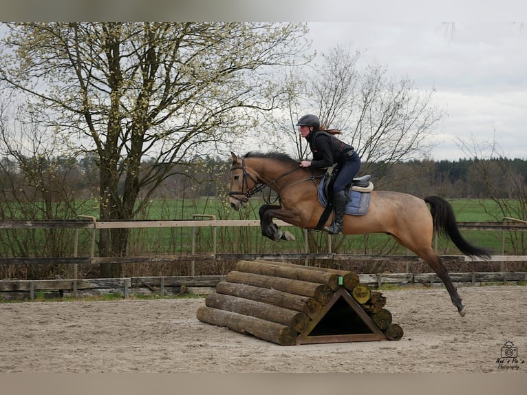 Akhal-Teke Gelding 7 years 15,2 hh Buckskin in Weißenhorn