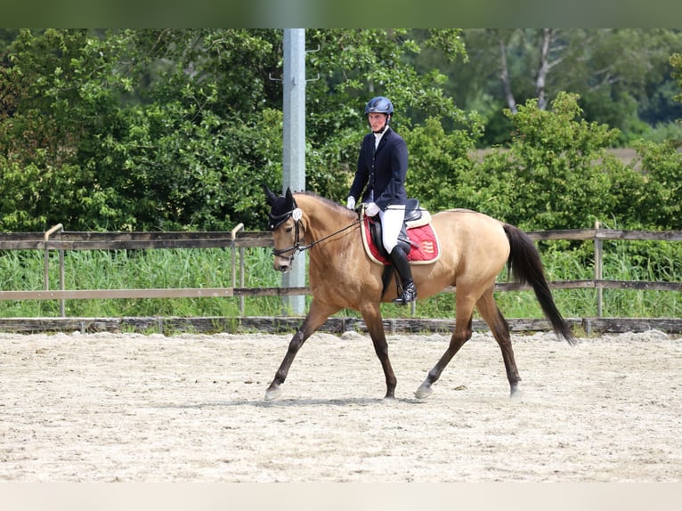 Akhal-Teke Gelding 7 years 15,2 hh Buckskin in Weißenhorn