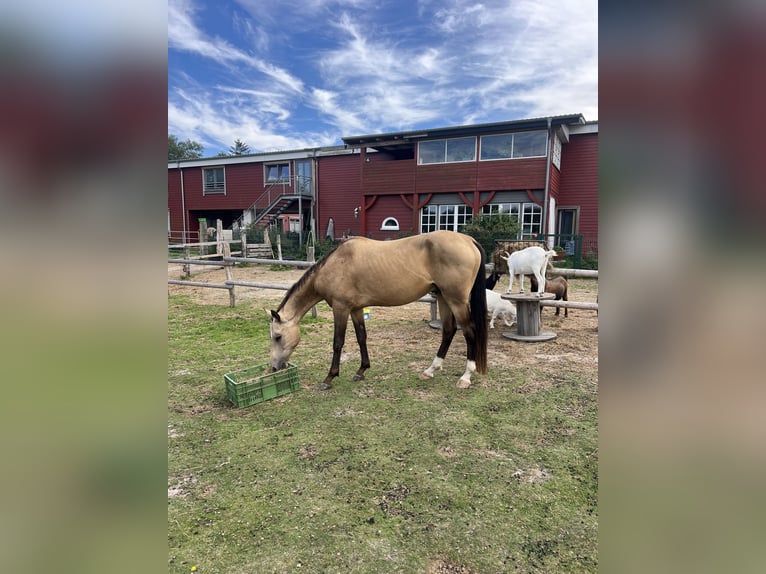 Akhal-Teke Gelding 7 years 16,1 hh Buckskin in Garding