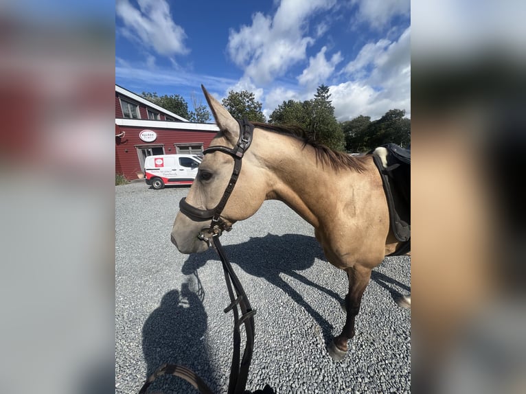 Akhal-Teke Gelding 7 years 16,1 hh Buckskin in Garding