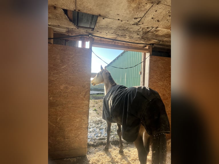 Akhal-Teke Gelding 7 years 16,1 hh Buckskin in Garding