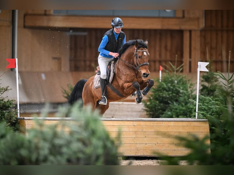 Akhal-Teke Gelding 9 years 15,2 hh Brown in Dulliken