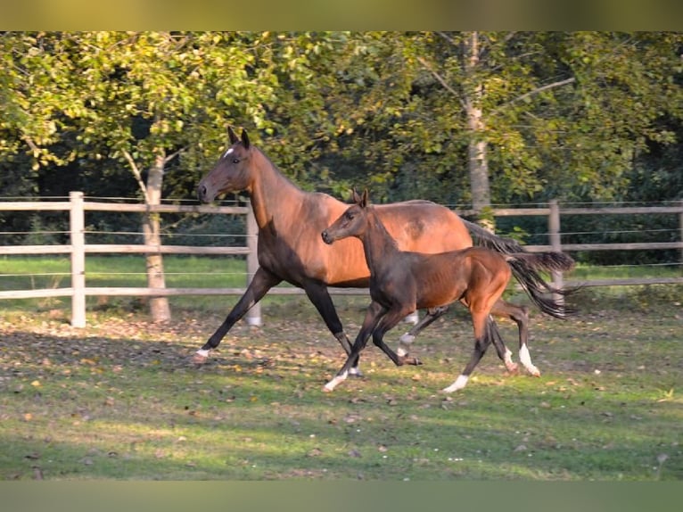 Akhal-Teke Giumenta 12 Anni 159 cm Baio in Pyskocely