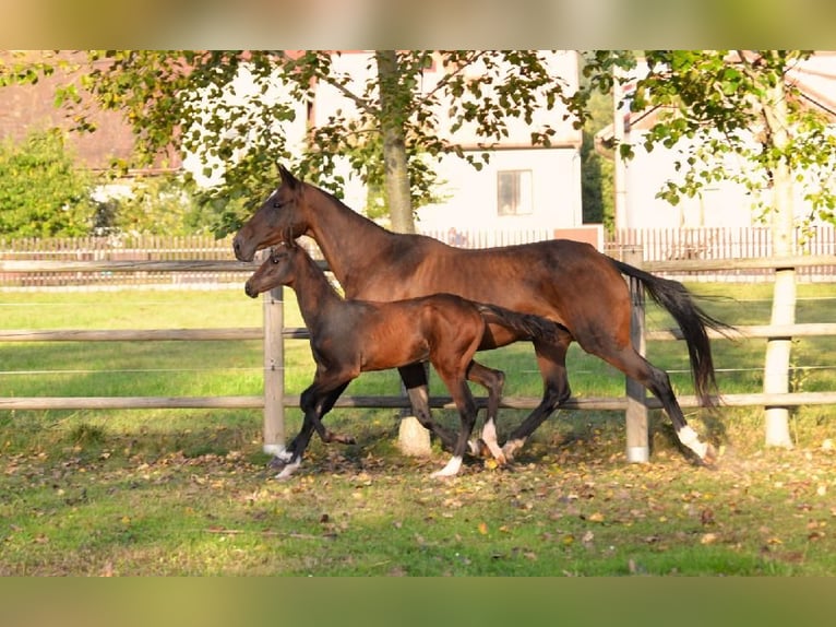 Akhal-Teke Giumenta 12 Anni 159 cm Baio in Pyskocely