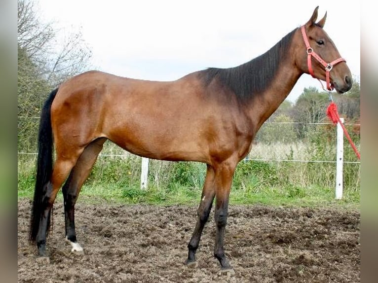 Akhal-Teke Giumenta 13 Anni 165 cm Baio chiaro in Lautertal