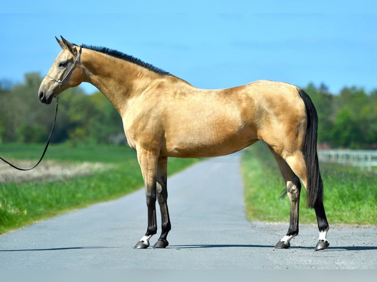 Akhal-Teke Giumenta 15 Anni 166 cm Pelle di daino in Ovelgönne