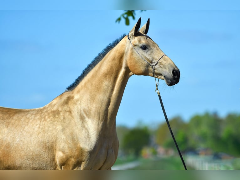 Akhal-Teke Giumenta 15 Anni 166 cm Pelle di daino in Ovelgönne