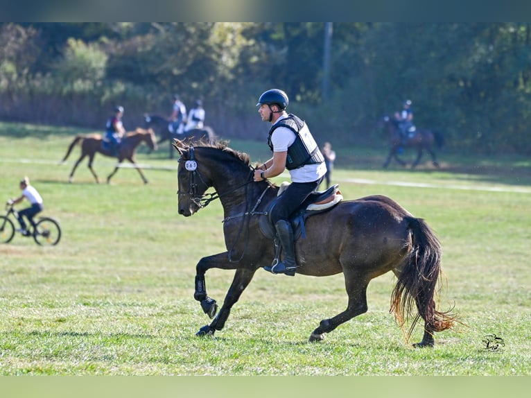 Akhal-Teke Mix Giumenta 16 Anni 168 cm Pelle di daino in Ópusztaszer