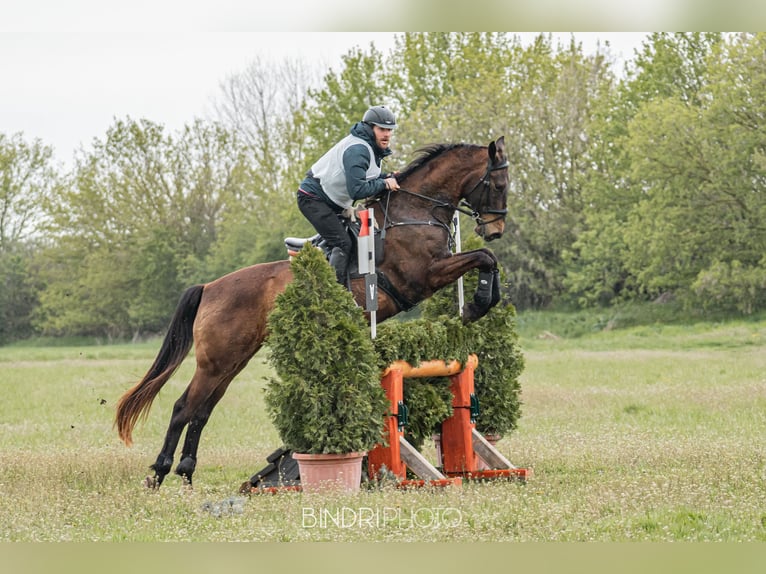 Akhal-Teke Mix Giumenta 16 Anni 168 cm Pelle di daino in Ópusztaszer