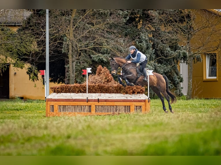 Akhal-Teke Mix Giumenta 16 Anni 168 cm Pelle di daino in Ópusztaszer