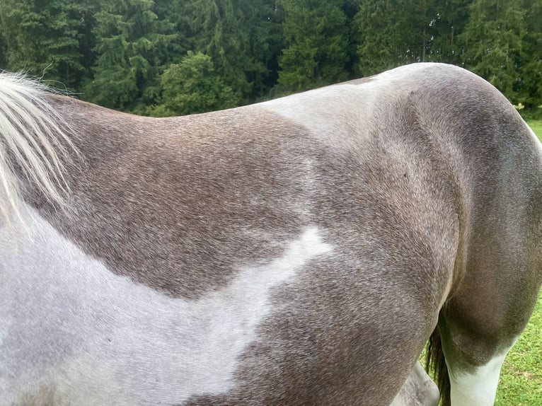 Akhal-Teke Mix Giumenta 1 Anno 150 cm Pezzato in Vilnius