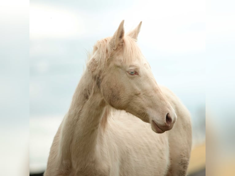 Akhal-Teke Giumenta 1 Anno Perlino in Angers