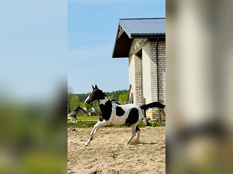 Akhal-Teke Mix Giumenta 1 Anno Pezzato in Rudamina