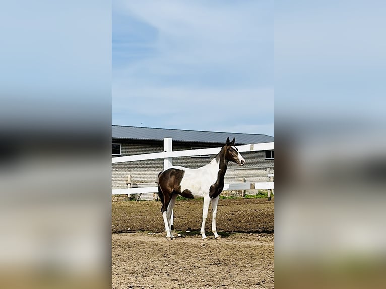 Akhal-Teke Mix Giumenta 1 Anno Pezzato in Rudamina