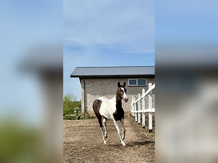 Akhal-Teke Mix Giumenta 1 Anno Pezzato in Rudamina