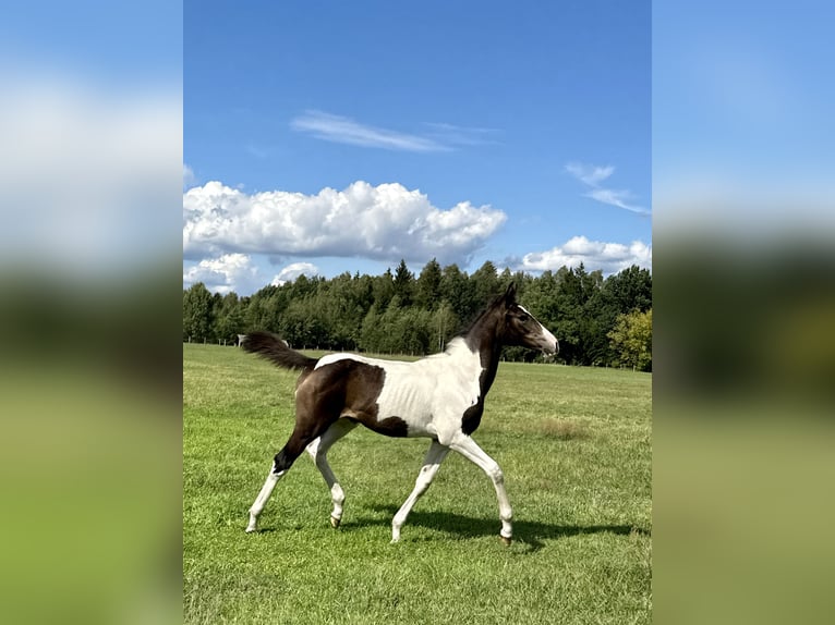 Akhal-Teke Mix Giumenta 1 Anno Pezzato in Rudamina