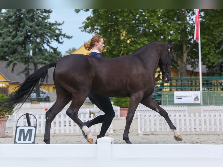 Akhal-Teke Giumenta 2 Anni 150 cm Morello in Nowa Wieś