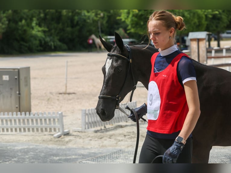 Akhal-Teke Giumenta 2 Anni 150 cm Morello in Nowa Wieś