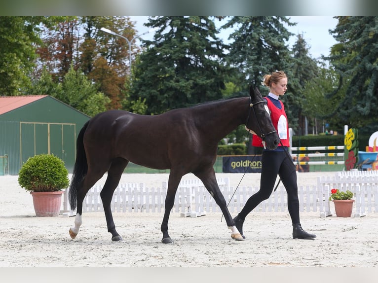 Akhal-Teke Giumenta 2 Anni 150 cm Morello in Nowa Wieś