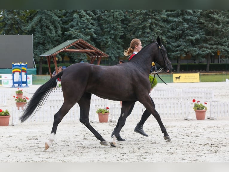 Akhal-Teke Giumenta 2 Anni 150 cm Morello in Nowa Wieś