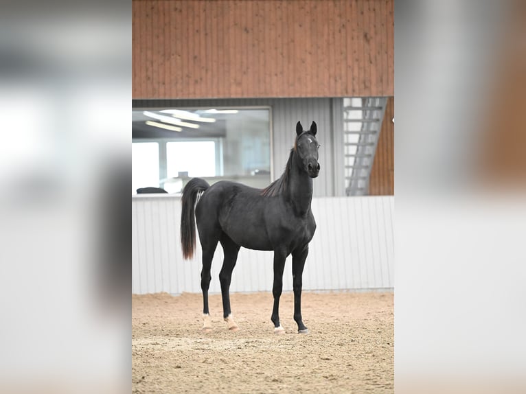 Akhal-Teke Mix Giumenta 2 Anni 156 cm Morello in Ovelgönne