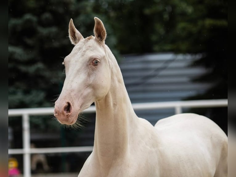 Akhal-Teke Giumenta 2 Anni Perlino in Rostov on Don