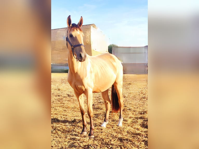 Akhal-Teke Giumenta 3 Anni 154 cm Falbo in &#1057;&#1072;&#1085;&#1082;&#1090;-&#1087;&#1077;&#1090;&#1077;&#1088;&#1073;&#1091;&#1088;&#1075;