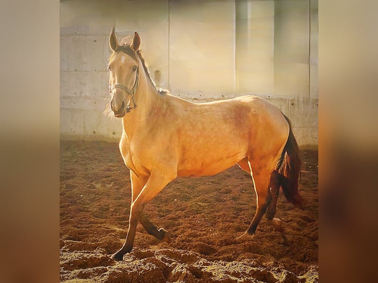 Akhal-Teke Giumenta 3 Anni 154 cm Falbo in &#1057;&#1072;&#1085;&#1082;&#1090;-&#1087;&#1077;&#1090;&#1077;&#1088;&#1073;&#1091;&#1088;&#1075;