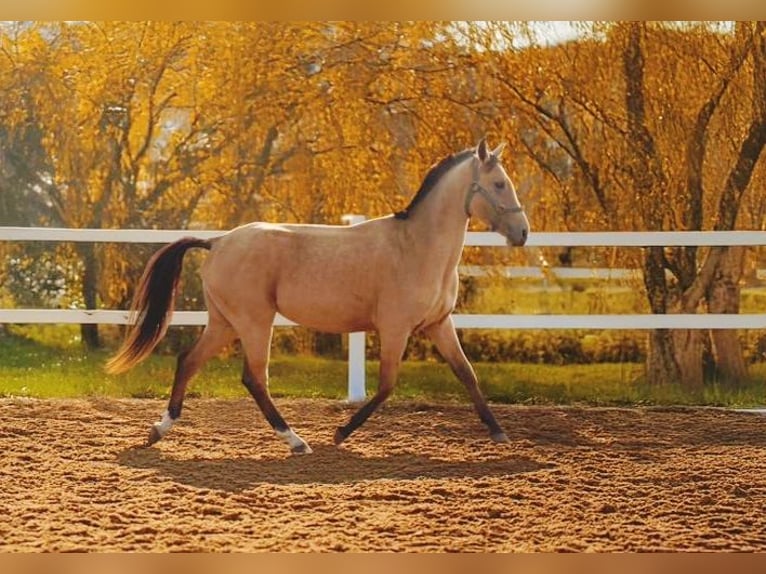 Akhal-Teke Giumenta 3 Anni 154 cm Falbo in &#1057;&#1072;&#1085;&#1082;&#1090;-&#1087;&#1077;&#1090;&#1077;&#1088;&#1073;&#1091;&#1088;&#1075;