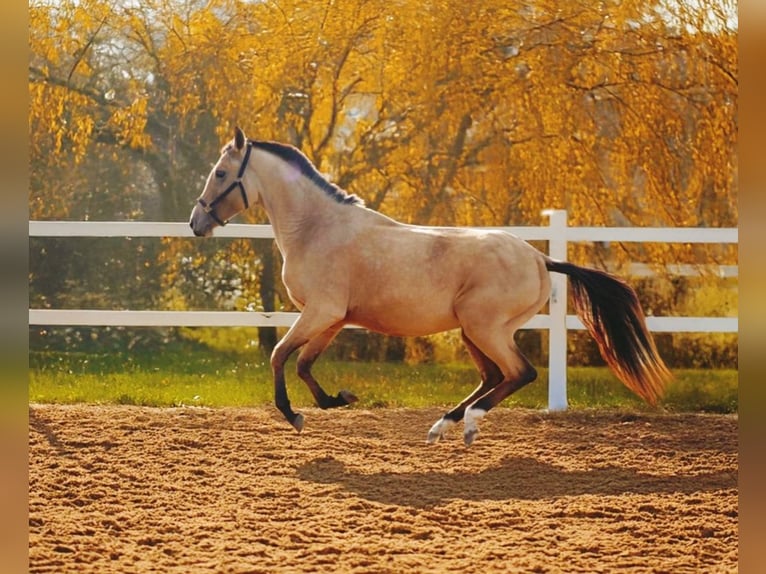 Akhal-Teke Giumenta 3 Anni 154 cm Falbo in &#1057;&#1072;&#1085;&#1082;&#1090;-&#1087;&#1077;&#1090;&#1077;&#1088;&#1073;&#1091;&#1088;&#1075;