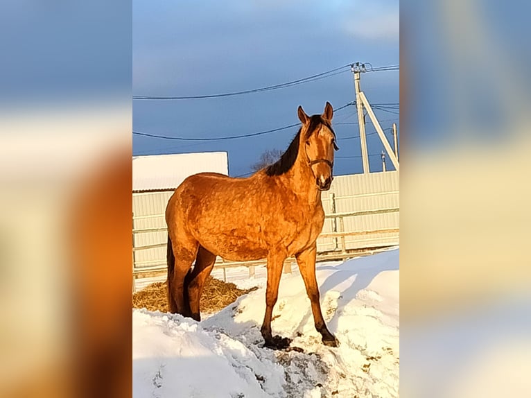 Akhal-Teke Giumenta 3 Anni 154 cm Falbo in &#1057;&#1072;&#1085;&#1082;&#1090;-&#1087;&#1077;&#1090;&#1077;&#1088;&#1073;&#1091;&#1088;&#1075;