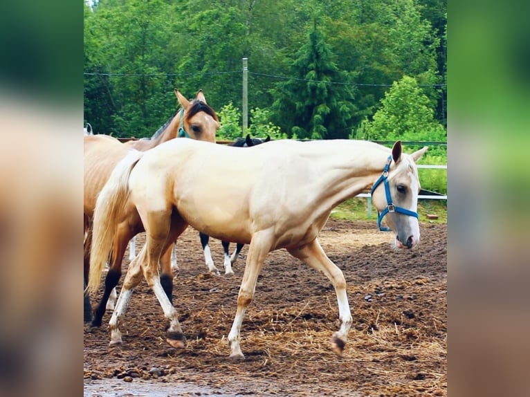 Akhal-Teke Giumenta 3 Anni 154 cm Palomino in Химки