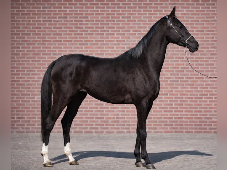 Akhal-Teke Giumenta 3 Anni 157 cm Morello in Ovelgönne