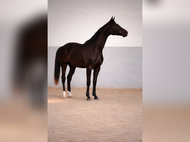 Akhal-Teke Mix Giumenta 3 Anni 165 cm Baio in Ovelgönne
