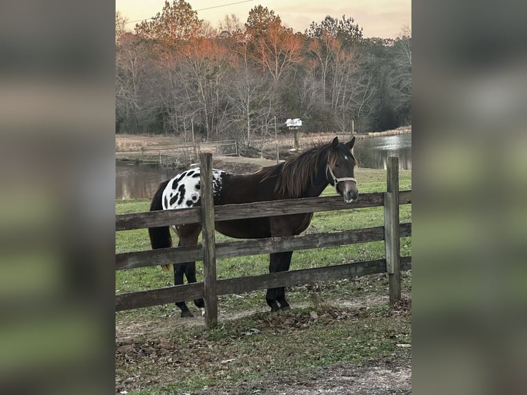 Akhal-Teke Giumenta 3 Anni Baio chiaro in Farber